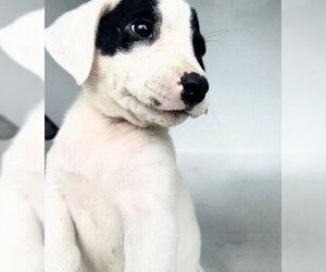 Mutt Dogs for adoption in Houston, TX, USA