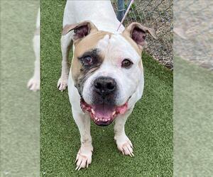 Mastiff-Unknown Mix Dogs for adoption in Fayetteville, NC, USA