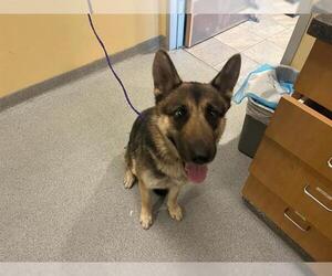 German Shepherd Dog-Unknown Mix Dogs for adoption in Orange, CA, USA