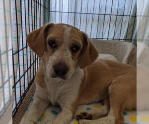 Beagle Dogs for adoption in Chico, CA, USA