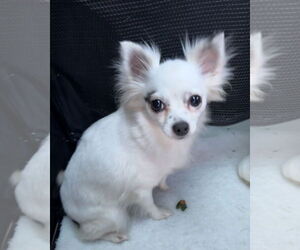 Chihuahua Dogs for adoption in Tarrytown, GA, USA