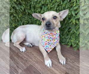 Chiweenie Dogs for adoption in San Diego , CA, USA