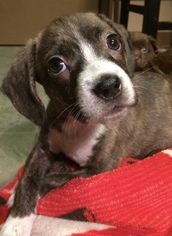 Beagle Dogs for adoption in Nashville, TN, USA