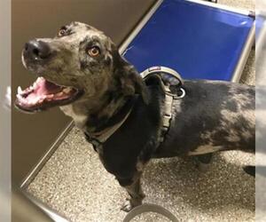 Catahoula Leopard Dog Dogs for adoption in Clyde, NC, USA