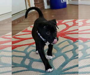American Staffordshire Terrier-Labrador Retriever Mix Dogs for adoption in Atlanta, GA, USA