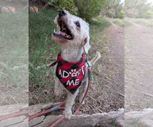 Poodle (Miniature)-Unknown Mix Dogs for adoption in Aurora, CO, USA
