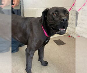 Mutt Dogs for adoption in San Bernardino, CA, USA