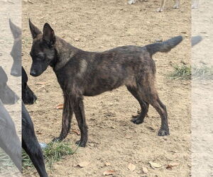 Mutt Dogs for adoption in Munford, TN, USA