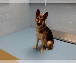 German Shepherd Dog Dogs for adoption in Moreno Valley, CA, USA