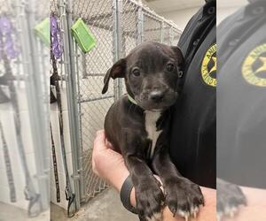 Labrador Retriever-Unknown Mix Dogs for adoption in Rosenberg, TX, USA