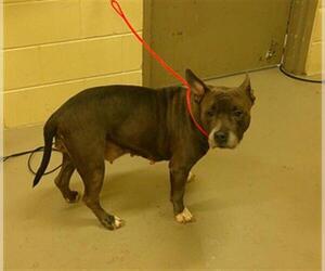 Mutt Dogs for adoption in Sanford, FL, USA