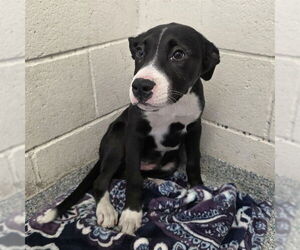 Labrador Retriever-Unknown Mix Dogs for adoption in Long Beach, CA, USA