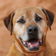 Rhodesian Ridgeback Dogs for adoption in Kanab, UT, USA