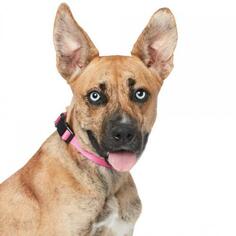 Mutt Dogs for adoption in West Hollywood, CA, USA