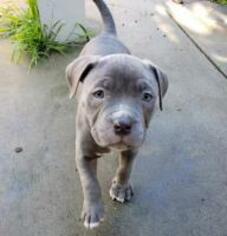 American Pit Bull Terrier Dogs for adoption in Oakley, CA, USA