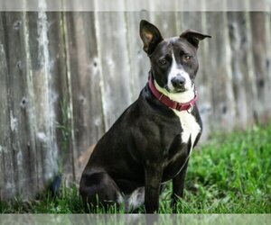 American Pit Bull Terrier-Unknown Mix Dogs for adoption in Santa Cruz, CA, USA