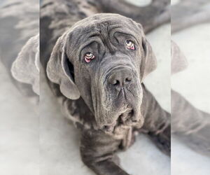 Neapolitan Mastiff Dogs for adoption in Goodyear, AZ, USA