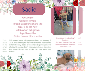 Boxer-Unknown Mix Dogs for adoption in Rancho Cordova, CA, USA