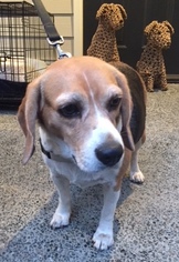 Beagle Dogs for adoption in Bellevue, WA, USA