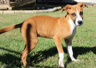 Boxador Dogs for adoption in Wetumpka, AL, USA
