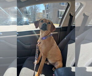 Rhodesian Ridgeback-Unknown Mix Dogs for adoption in Aurora, IN, USA