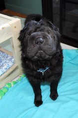 Chinese Shar-Pei Dogs for adoption in Eden Prairie, MN, USA