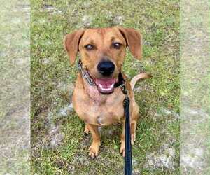 Mutt Dogs for adoption in Holly Springs, NC, USA