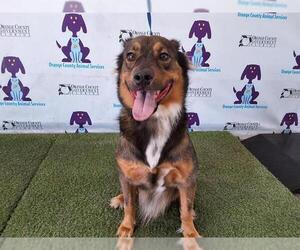 Australian Shepherd-German Shorthaired Pointer Mix Dogs for adoption in Orlando, FL, USA