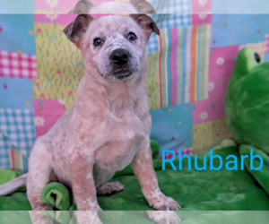 Mutt Dogs for adoption in Fresno, CA, USA