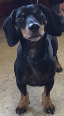 Dachshund Dogs for adoption in Rustburg, VA, USA