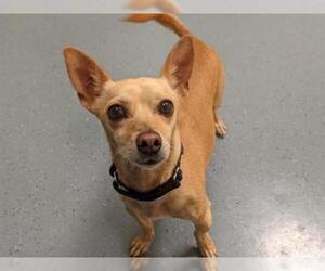 Chihuahua Dogs for adoption in Denver, CO, USA