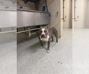 American Staffordshire Terrier-Unknown Mix Dogs for adoption in Conroe, TX, USA