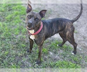 American Staffordshire Terrier-Unknown Mix Dogs for adoption in Gainesville, FL, USA