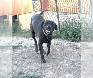 Labrador Retriever-Unknown Mix Dogs for adoption in Winter Park, CO, USA