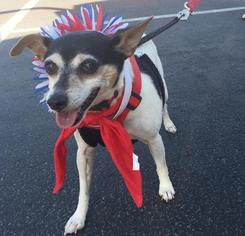 Rat Terrier Dogs for adoption in St. George, UT, USA