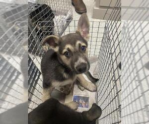 German Shepherd Dog-Unknown Mix Dogs for adoption in Pasadena, TX, USA
