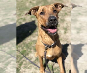 Rhodesian Ridgeback-Unknown Mix Dogs for adoption in Virginia Beach, VA, USA