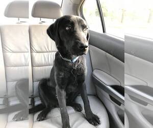 Labrador Retriever Dogs for adoption in CHICAGO, IL, USA