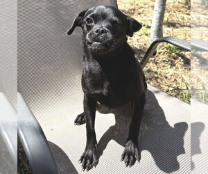 Pug Dogs for adoption in Rohnert Park, CA, USA