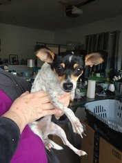 Small Toy Fox Terrier Mix