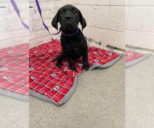 Labrador Retriever-Unknown Mix Dogs for adoption in San Bernardino, CA, USA