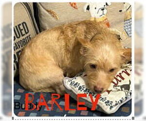 Chiweenie Dogs for adoption in Ellijay, GA, USA