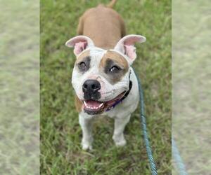 Staffordshire Bull Terrier Dogs for adoption in Fort Lauderdale, FL, USA