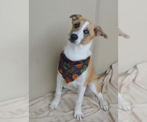 Mutt Dogs for adoption in McKinney, TX, USA