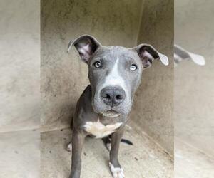 American Pit Bull Terrier-Unknown Mix Dogs for adoption in Oklahoma City, OK, USA