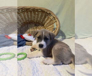 Mutt Dogs for adoption in Westwood, NJ, USA