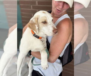 Labrador Retriever-Unknown Mix Dogs for adoption in The Woodlands, TX, USA