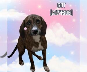 Plott Hound Dogs for adoption in Tulsa, OK, USA