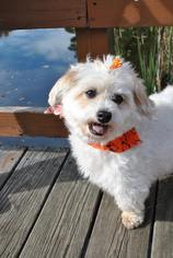 Havanese Dogs for adoption in Tonawanda, NY, USA