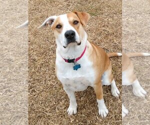 American Pit Bull Terrier-Pointer Mix Dogs for adoption in Flower Mound, TX, USA
